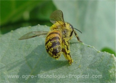 La abeja se impregna de polen y la traslada de una planta a otra